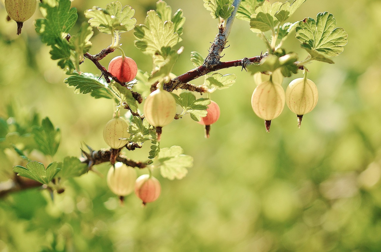 Voedingsstoffen in fruitplanten en hun gezondheidsvoordelen