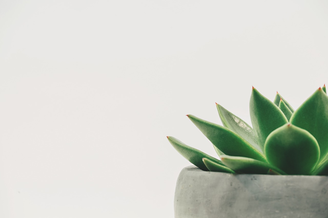 Planten die de luchtkwaliteit binnenshuis in het voorjaar verbeteren