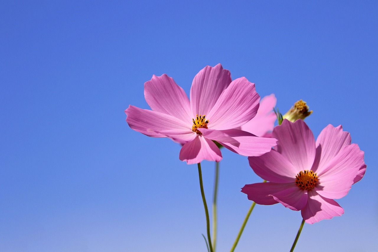Maximalisme in de tuin: weelderige herfstbloemen