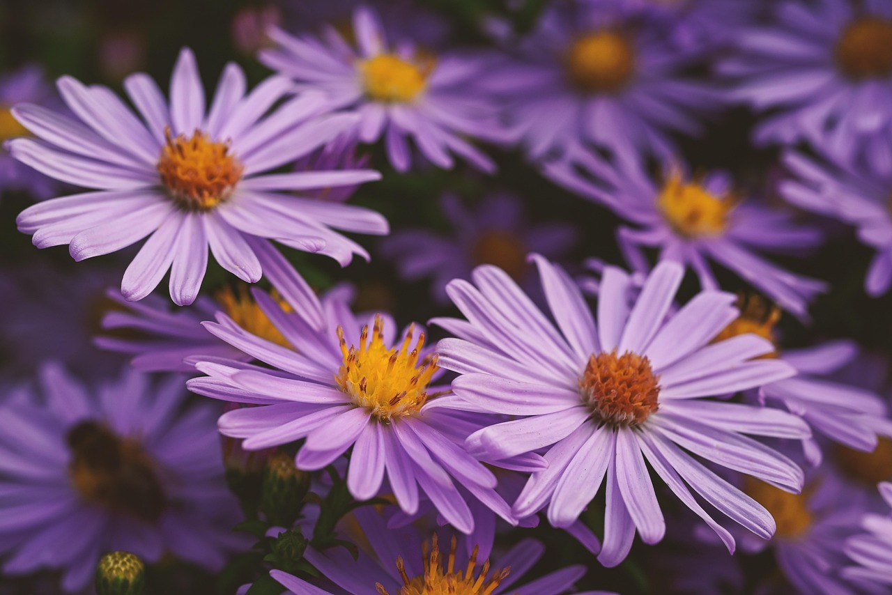 Overschot aan herfstkleuren in tuinontwerp. Overschot aan herfstkleuren in tuinontwerp.