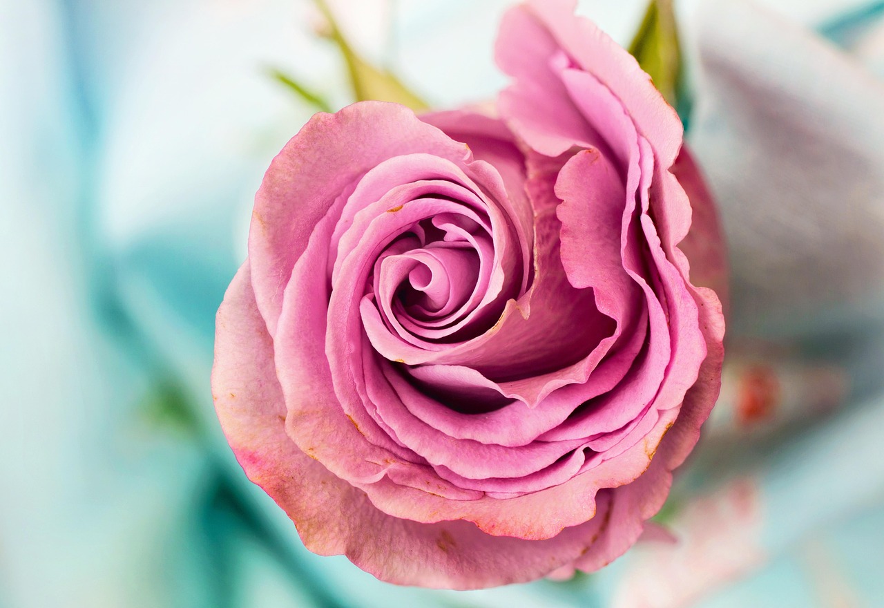 Creëer een zacht pastel paradijs voor je tropische tuin
