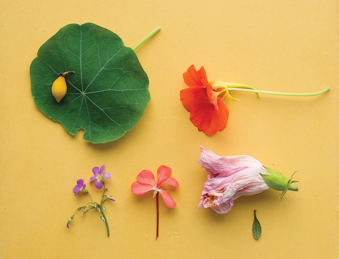 Eetbare bloemen: verrassende recepten en decoratieve tips voor de zomer