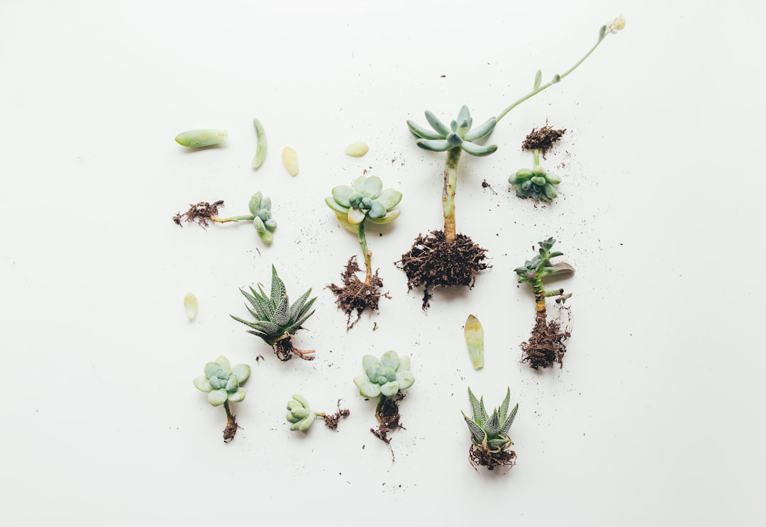 Planten die bloeien zonder water: de succulente oplossing voor de zomer