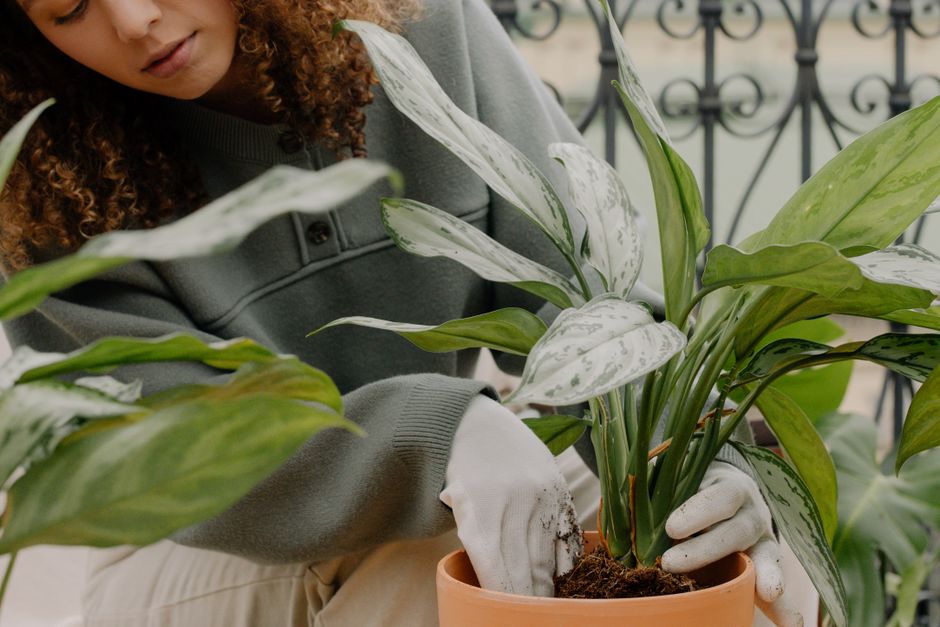 Schaduwzeil beschermt planten tegen zon.
