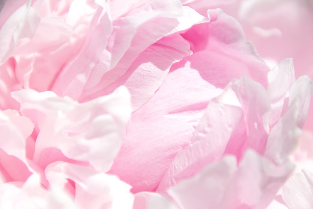 Herfstoase creëren met gedroogde bloemen: tips en ideeën
