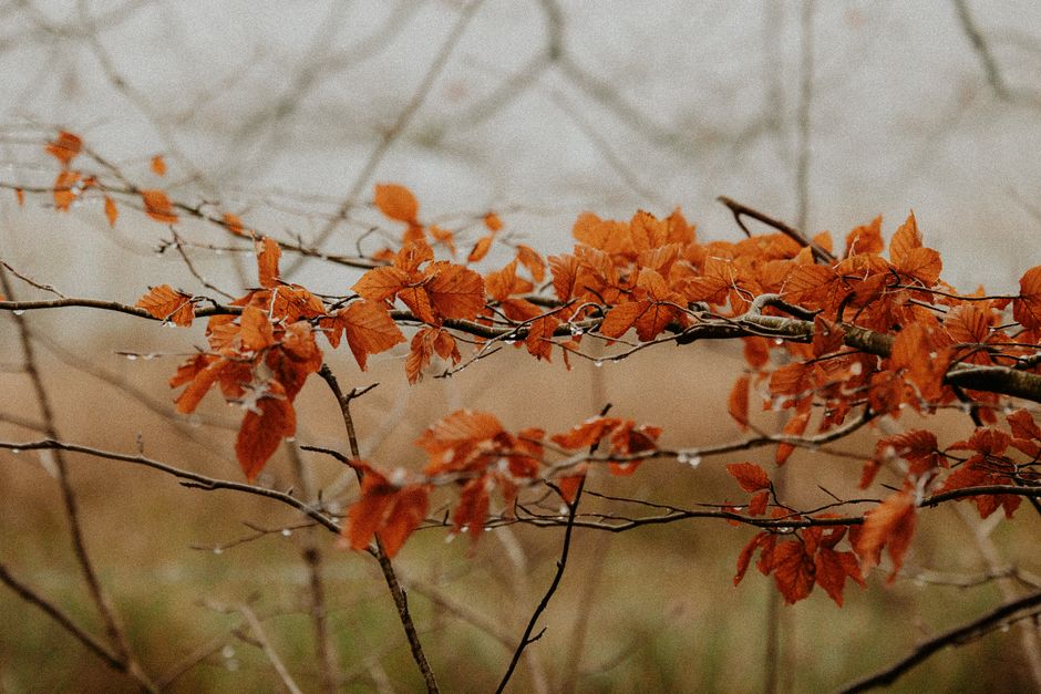 Vintage landschapsschilderij met gouden herfstkleuren. Vintage landschapsschilderij met gouden herfstkleuren.